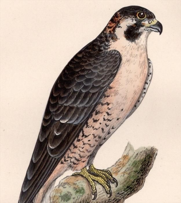 1875年 Bree ヨーロッパ鳥類史 ハヤブサ科 ハヤブサ属 バーバリー