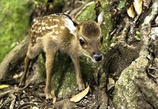 書籍・ポストカード】 - 屋久島の特産品・お土産通販 ぷかり堂