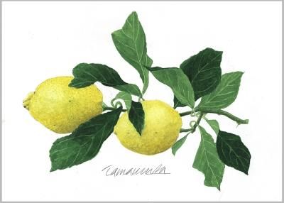 玉村豊男 版画作品 - ヴィラデストワイナリーオンラインショップ