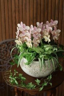 先行予約販売／2023年04月下旬頃お届け予定】母の日に♪ミディ胡蝶蘭