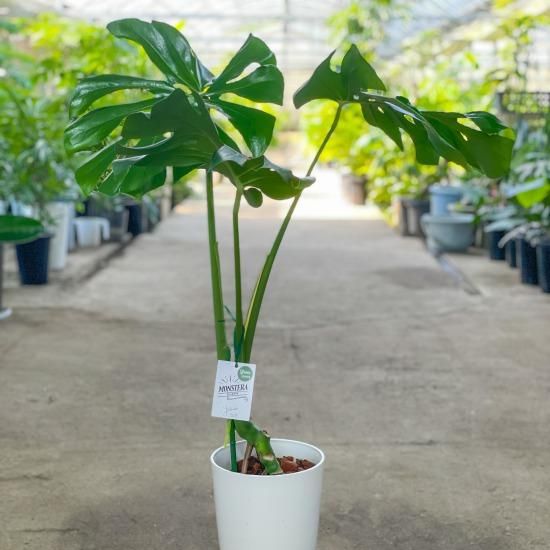 かごしまぐるり】モンステラ（根上がり） 7号鉢 - 弓指園芸