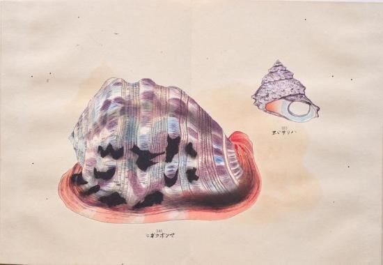 貝千種 全4冊揃い Kai Sensyu vol.1～4 Various shellfish - 赤尾照文