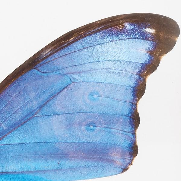 蝶の標本コレクション！ディディウスモルフォ- 三宝堂オンラインショップ