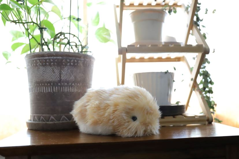 君はもう家族だよ…！ 愛猫家がAIペットロボット「モフリン」をお迎え