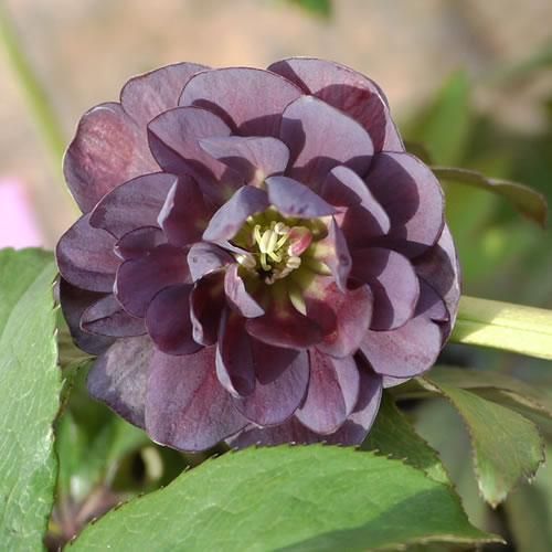 開花株・現品】クリスマスローズ スモーキーブルー ダブル 15cmポット