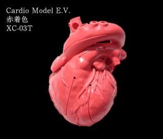 Cardio Model E.V.：赤（XC-03T）_購入 | 株式会社クロスメディカル