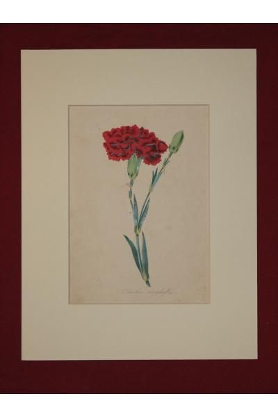 カーネーション,ボタニカルアート,ルドゥーテ,botanical art