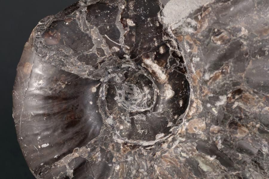 アンモナイト化石 北海道産 アナゴードリセラス 1.1kg｜キラリ石