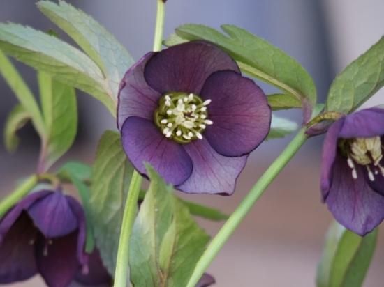 原種系クリスマスローズ アトロルーベンス】7号 - The Plant&Flower