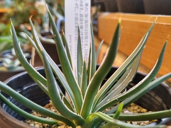 アガベ ジェミニフローラ（ゲミニフローラ）】3.5号 - The