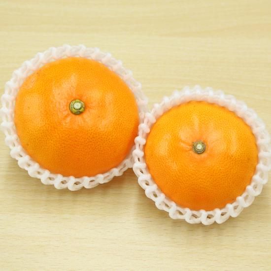 せとか（セトカ） - 三代続く石本果樹園みかん直売所