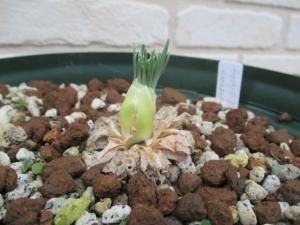 ゲチリス ナマクエンシス Gethyllis namaquensis 大球最後 - tipwell