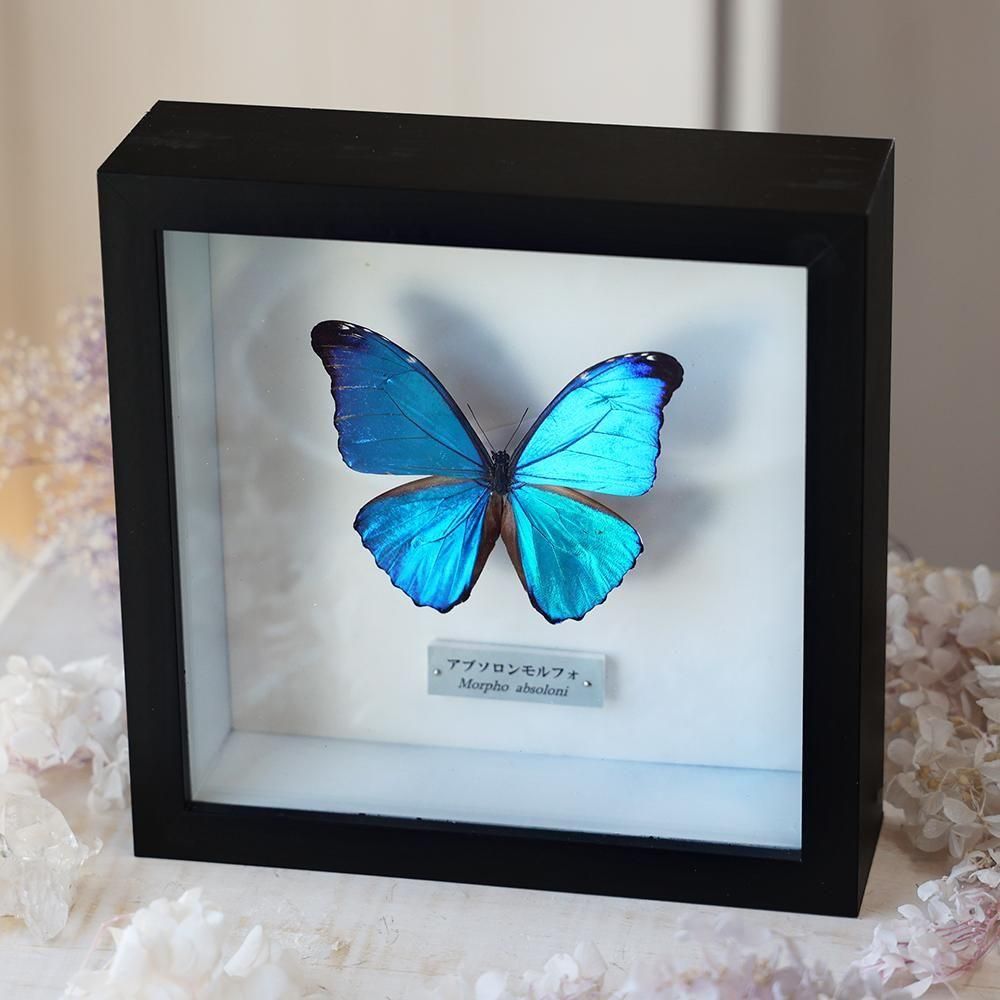 蝶標本「アブソロンモルフォ」- 海福雑貨通販部