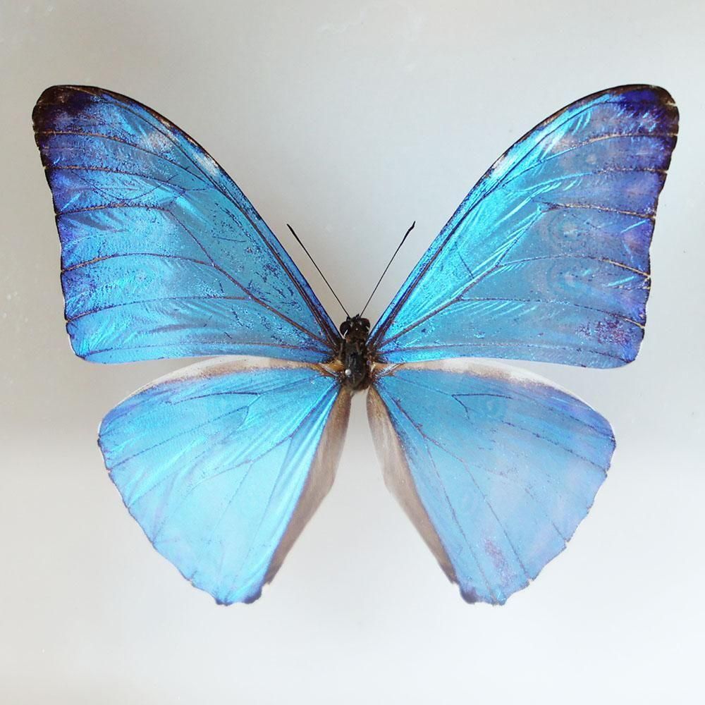 蝶標本「アドニスモルフォ」 - 海福雑貨通販部
