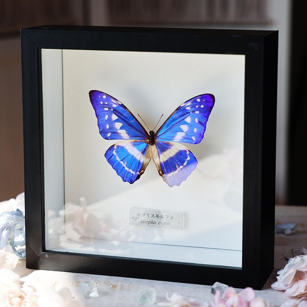 蝶標本「キプリスモルフォ」 - 海福雑貨通販部