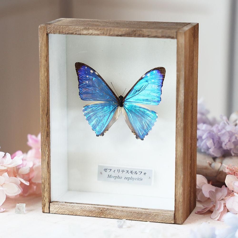 少年時代さん専用ディディウスモルフォ1 144mm+ヘレナモルフォ116mm