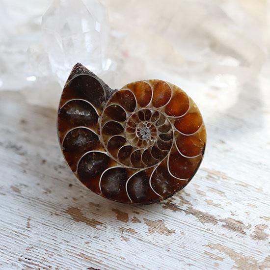 アンモナイト化石（スライス）- 海福雑貨通販部