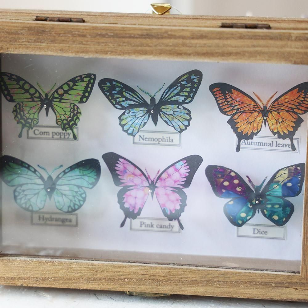 蝶標本箱（6匹入り） - 海福雑貨通販部