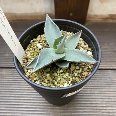 アガベ・オバティフォリア - 陽春園ネット通販