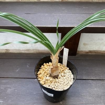 ブーファン・ディスティチャ | 球根植物 - 株式会社陽春園植物場【植物
