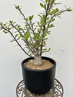 フォークエリア・ファシクラータ | 希少な植物 - 株式会社陽春園植物場