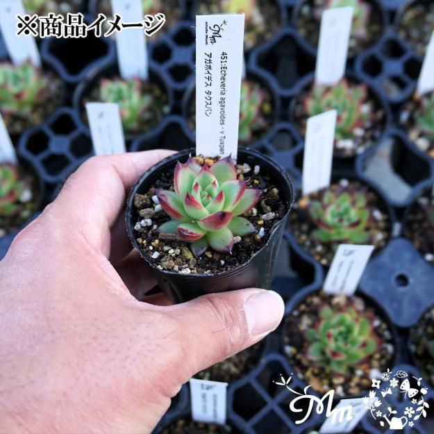 451:Echeveria agavoides - v Tuxpan(エケベリア アガボイデス