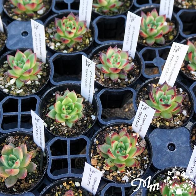 451:Echeveria agavoides - v Tuxpan(エケベリア アガボイデス