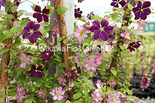 クレマチス専門ナーセリー 及川フラグリーン エトワール・バイオレット