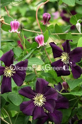 クレマチス専門ナーセリー 及川フラグリーン バックランド・ビューティー