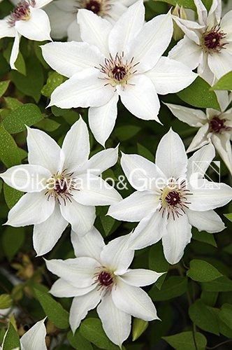 クレマチス専門ナーセリー 及川フラグリーン 晴山