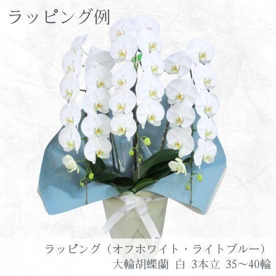 大輪胡蝶蘭 白 3本立 36～41輪 - 胡蝶蘭専門店 Lian