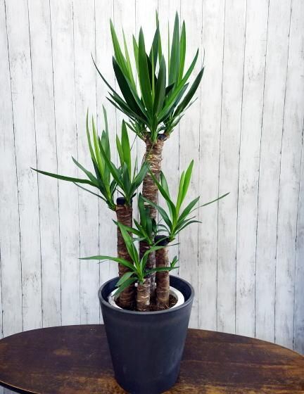 ユッカ・エレファンティペス | 鉢カバー付 - 観葉植物・多肉植物の販売