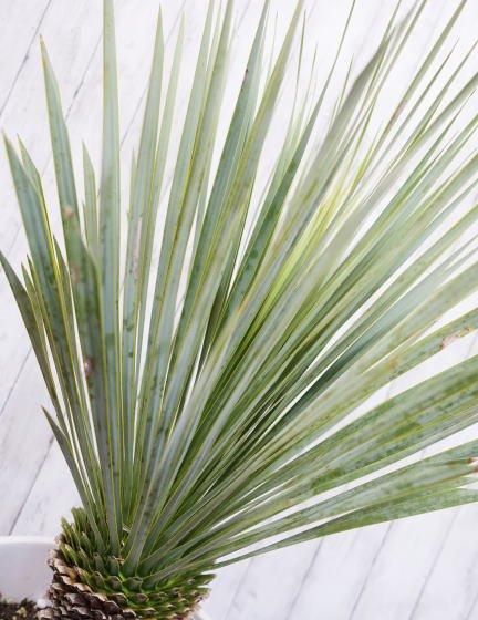 ユッカ・ロストラータ ドライガーデン ロックガーデン | 耐寒性と独特