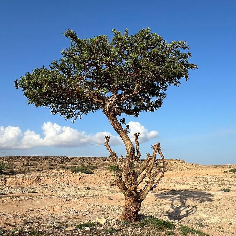 ロイヤルホジャリアッターオイル クレオパトラ・Cleopatra - エジプト