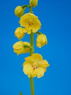 商品検索 - 有限会社 萠春園