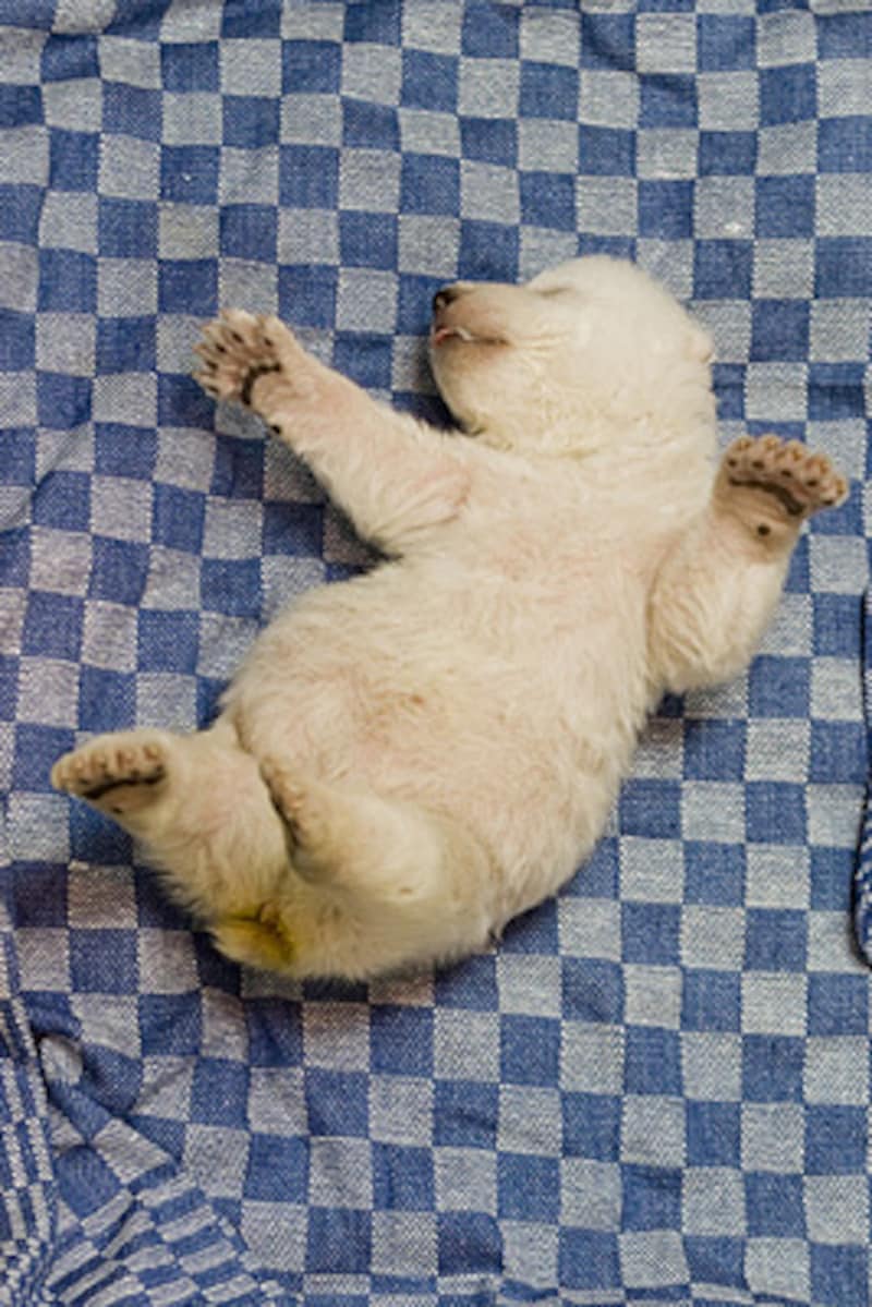 8/8 第2のクヌート!またまたシロクマベビー誕生 [ドイツ] All About