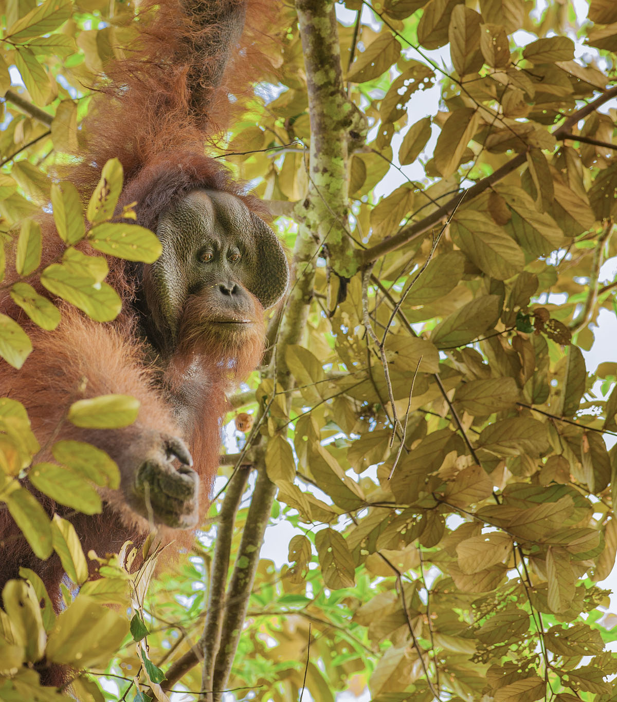 PHOTOS: 'A Visual Celebration of Borneo's Wildlife'