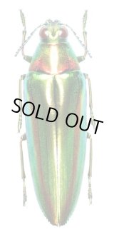 ルリタマムシ属 Chrysochroa - Insect Islands 〜南の島の昆虫標本屋さん〜