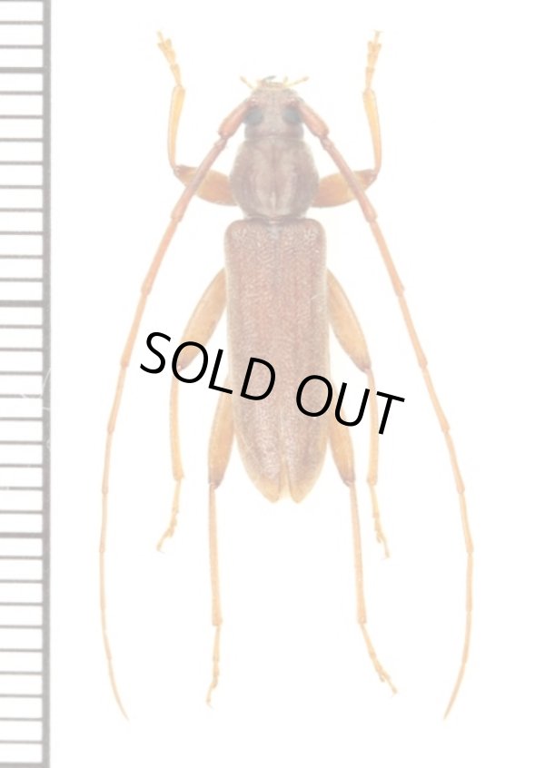 ムネスジウスバカミキリ 先島諸島亜種 ♂ 石垣島 - Insect Islands