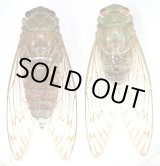 タイワンヒグラシ ペア 西表島 - Insect Islands 〜南の島の昆虫標本屋