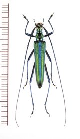 ベトナムのカミキリムシ Cerambycidae of VIETNAM - Insect Islands