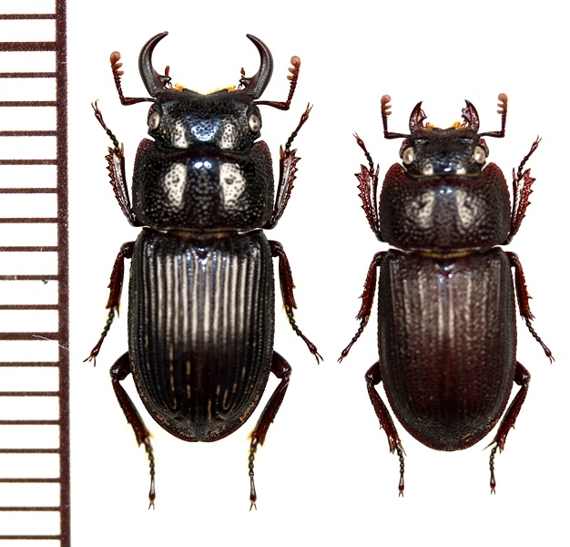 オキナワネブトクワガタ 小型ペア ♂14mm未満 沖縄本島 - Insect
