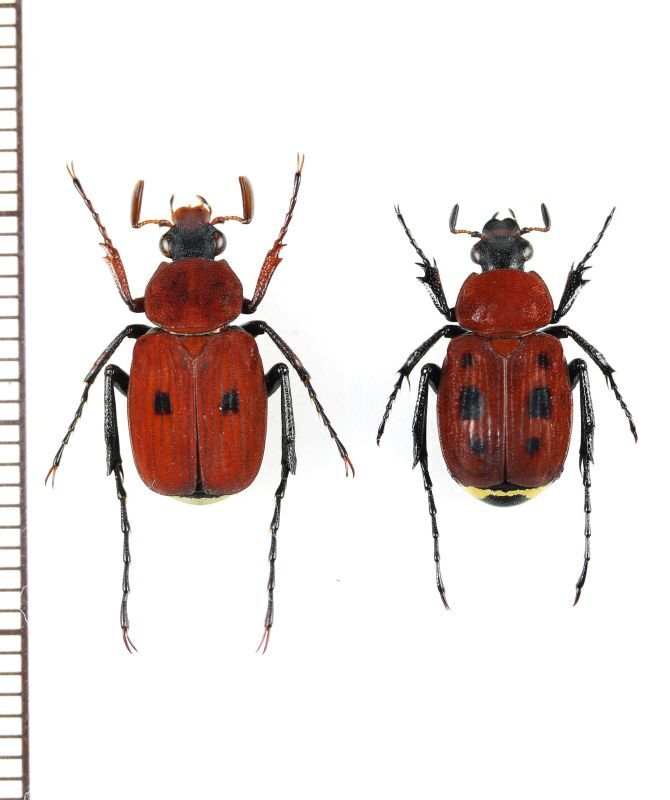 トラハナムグリの一種 Paratrichius cruentus ペア ベトナム北東部