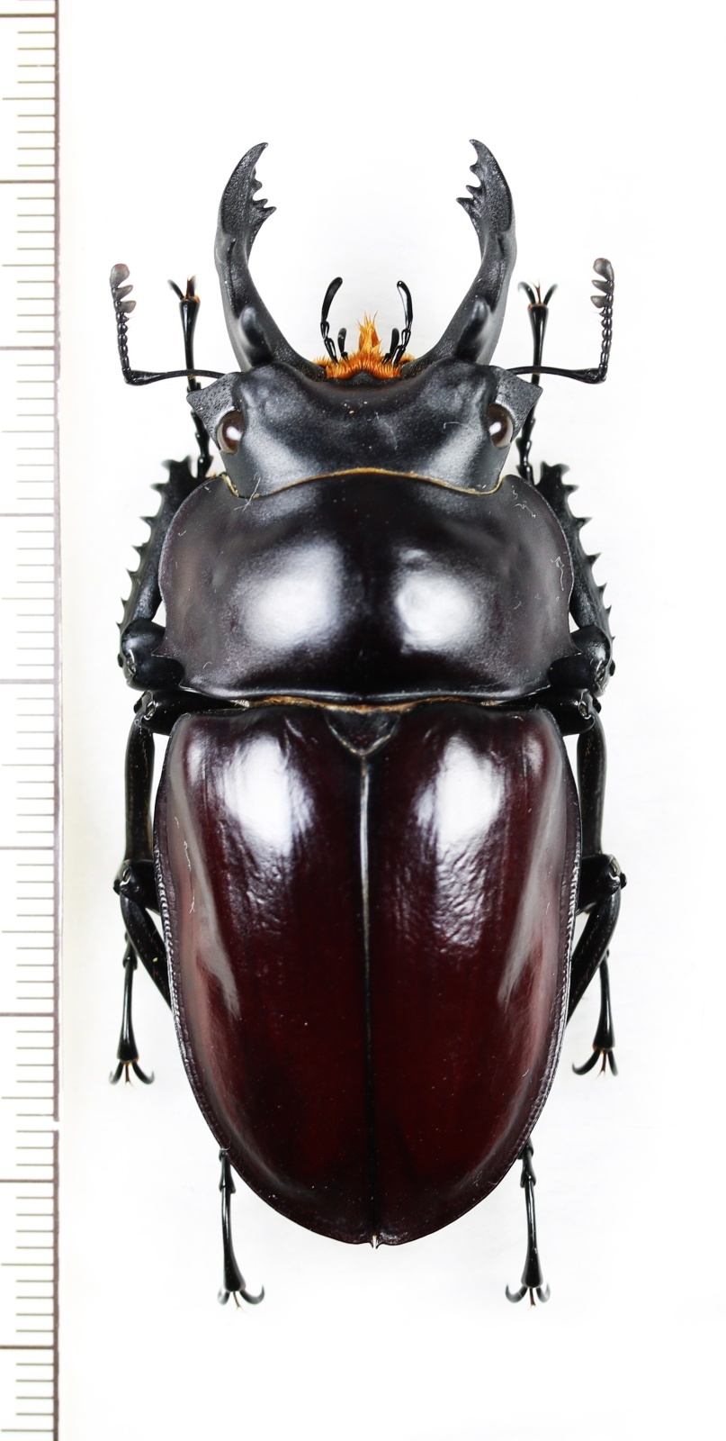 マルバネクワガタの一種 Neolucanus maximus vendli 大型♂65.6mm 台湾