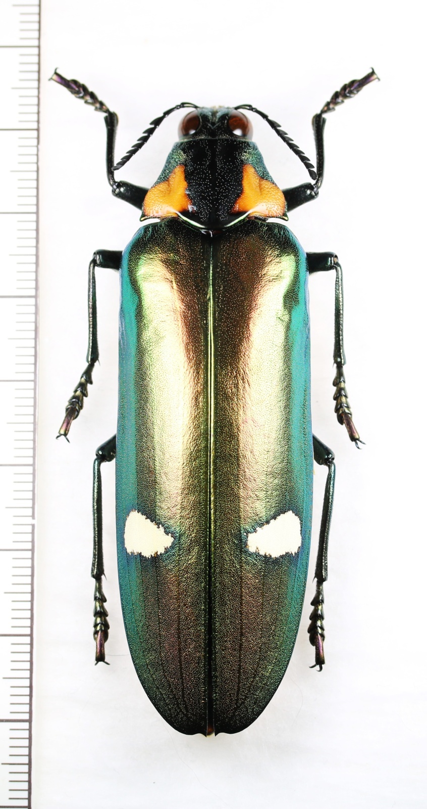 ヒラコブオオルリタマムシ ♀74.5mm ベトナム南部 - Insect Islands