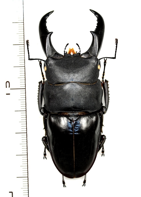 サキシマヒラタクワガタ 特大♂ 75.8mm 石垣島 - Insect Islands 〜南