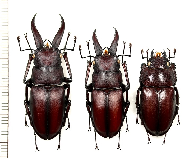 ☆超貴重☆イヘヤノコギリクワガタ特大標本セット ☆超貴重☆イヘヤ