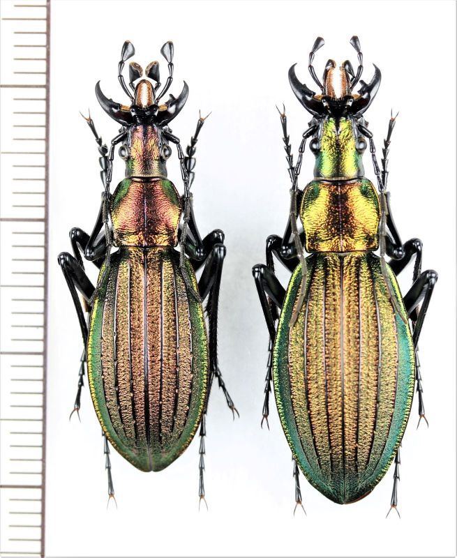 キタオオルリオサムシ ペア 北海道滝上町雄背牛 - Insect Islands 〜南