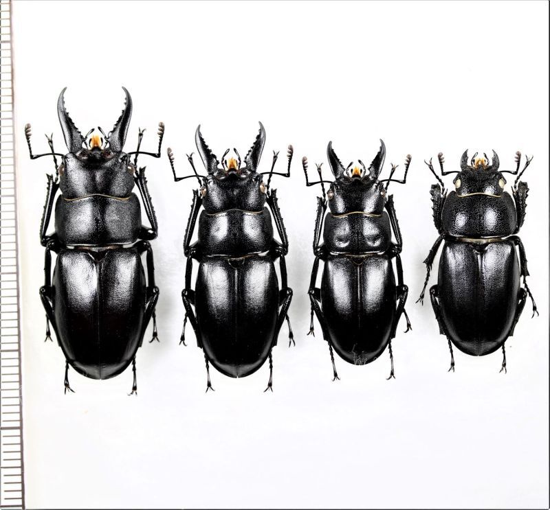 ハチジョウノコギリクワガタ 小型3♂♂1♀セット 八丈島 - Insect
