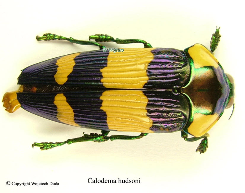 標本 Australia Calodema regale regale 41mm 標本 Australia Calodema